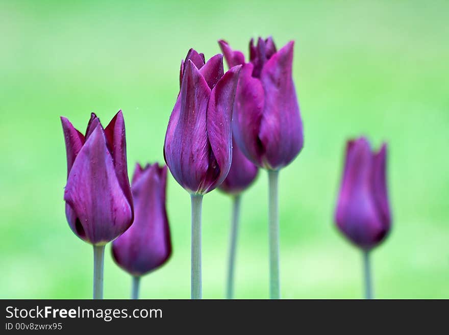 Violet tulips and green background