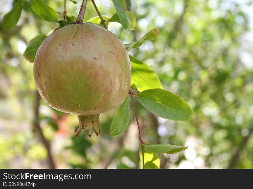 Pomegranate hanging on a branch