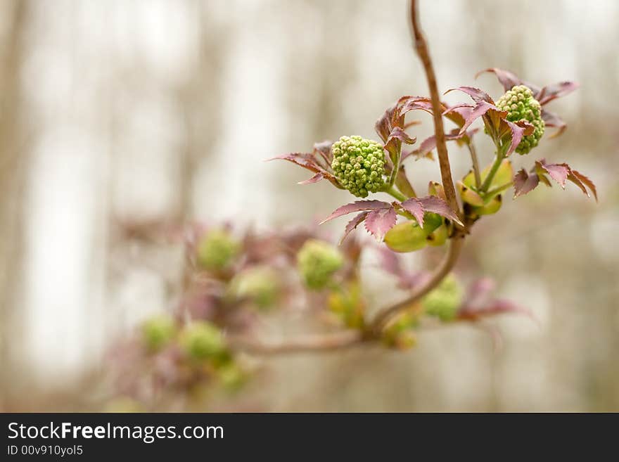 Spring burgeons