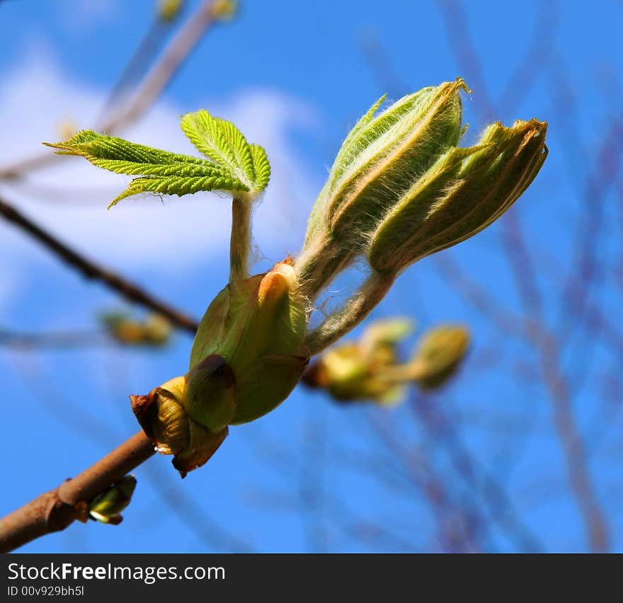 The spring pussywillow