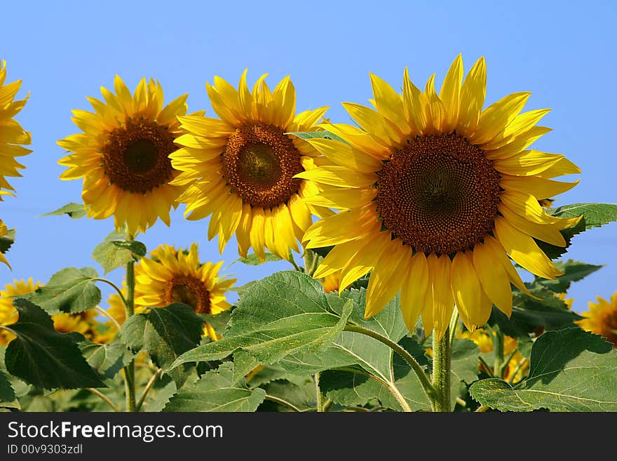 Sunflower on a background of the blue sky