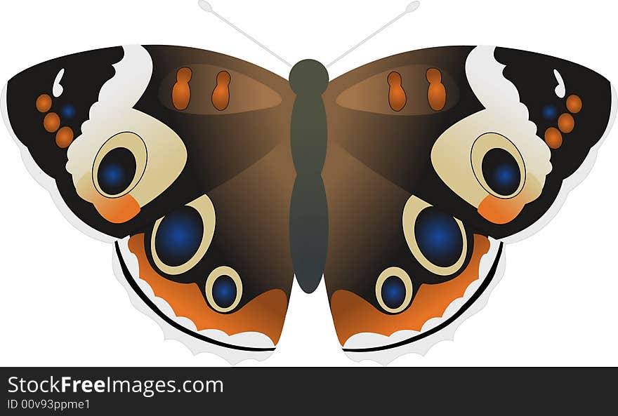 The beautiful color butterfly in a vector