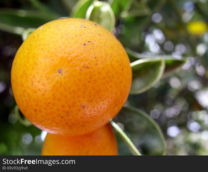 Closeup photo of orange fruit. Closeup photo of orange fruit