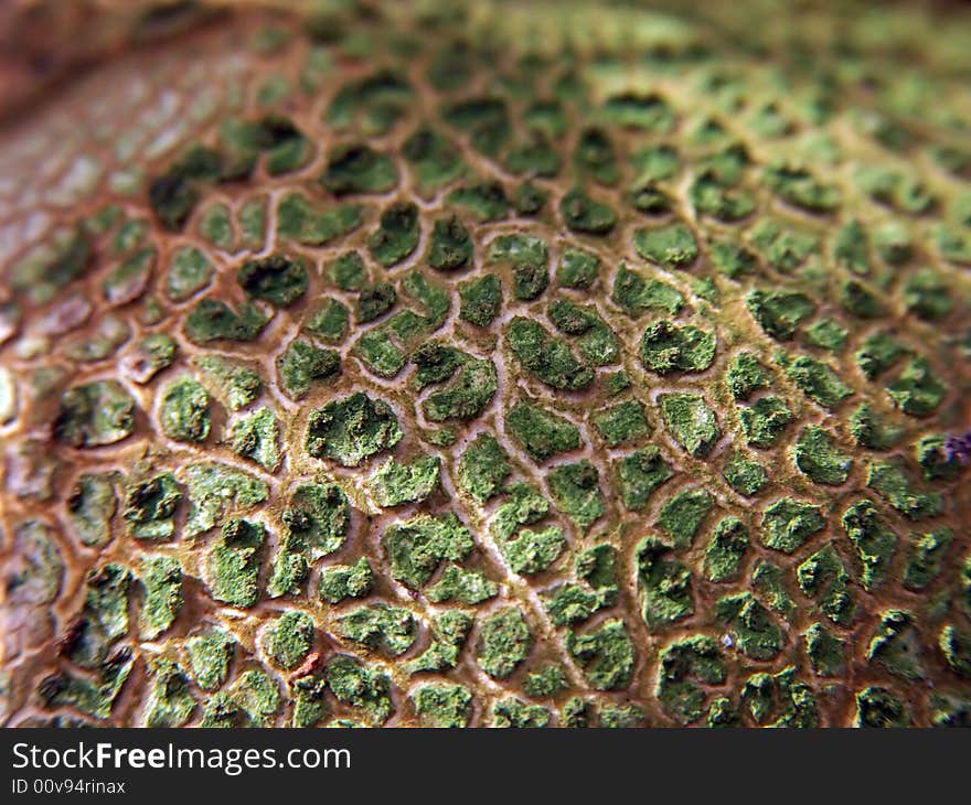 Closeup photo of some uneatable mushrooms. Closeup photo of some uneatable mushrooms