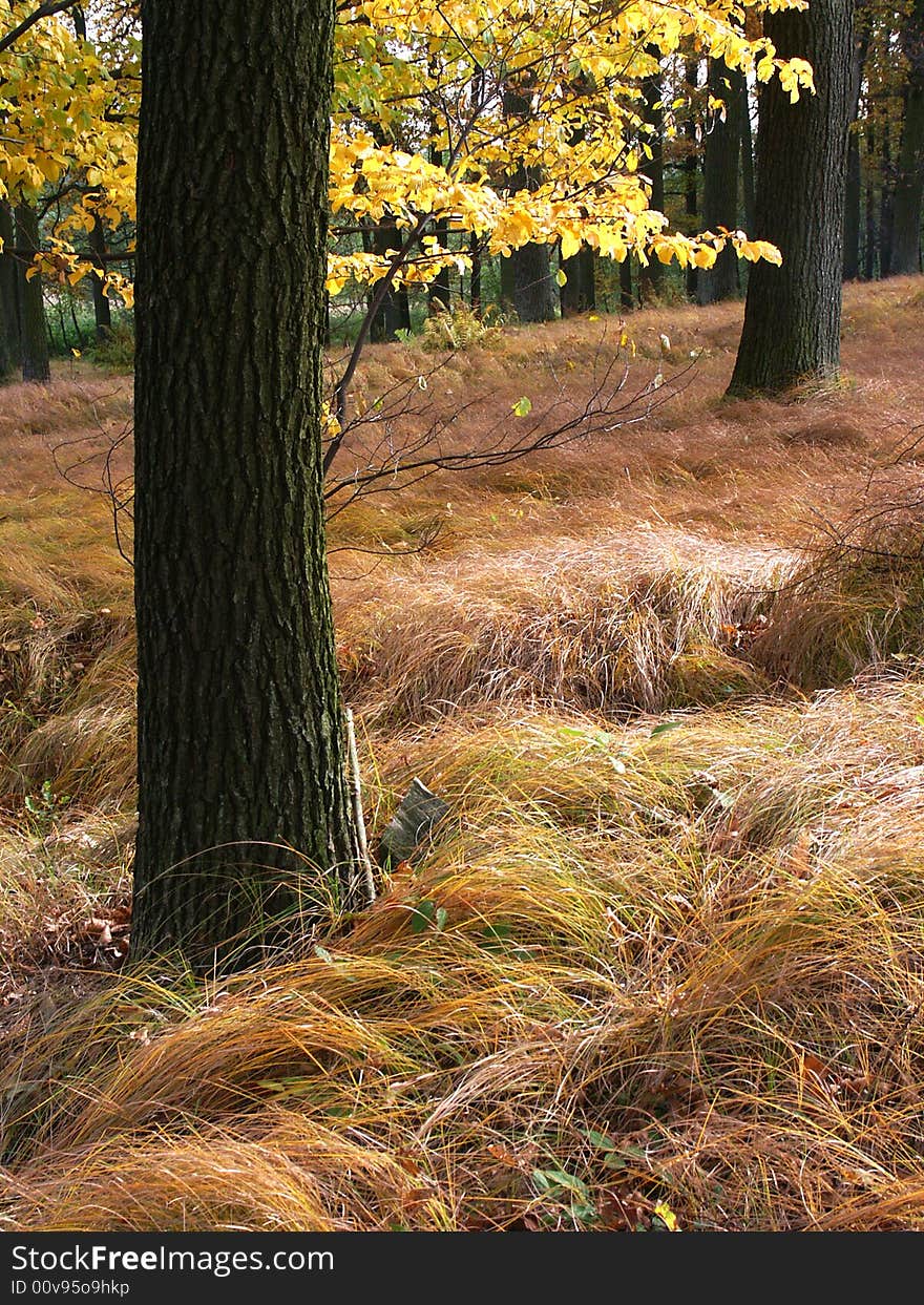 Photo of some fall forest. Photo of some fall forest