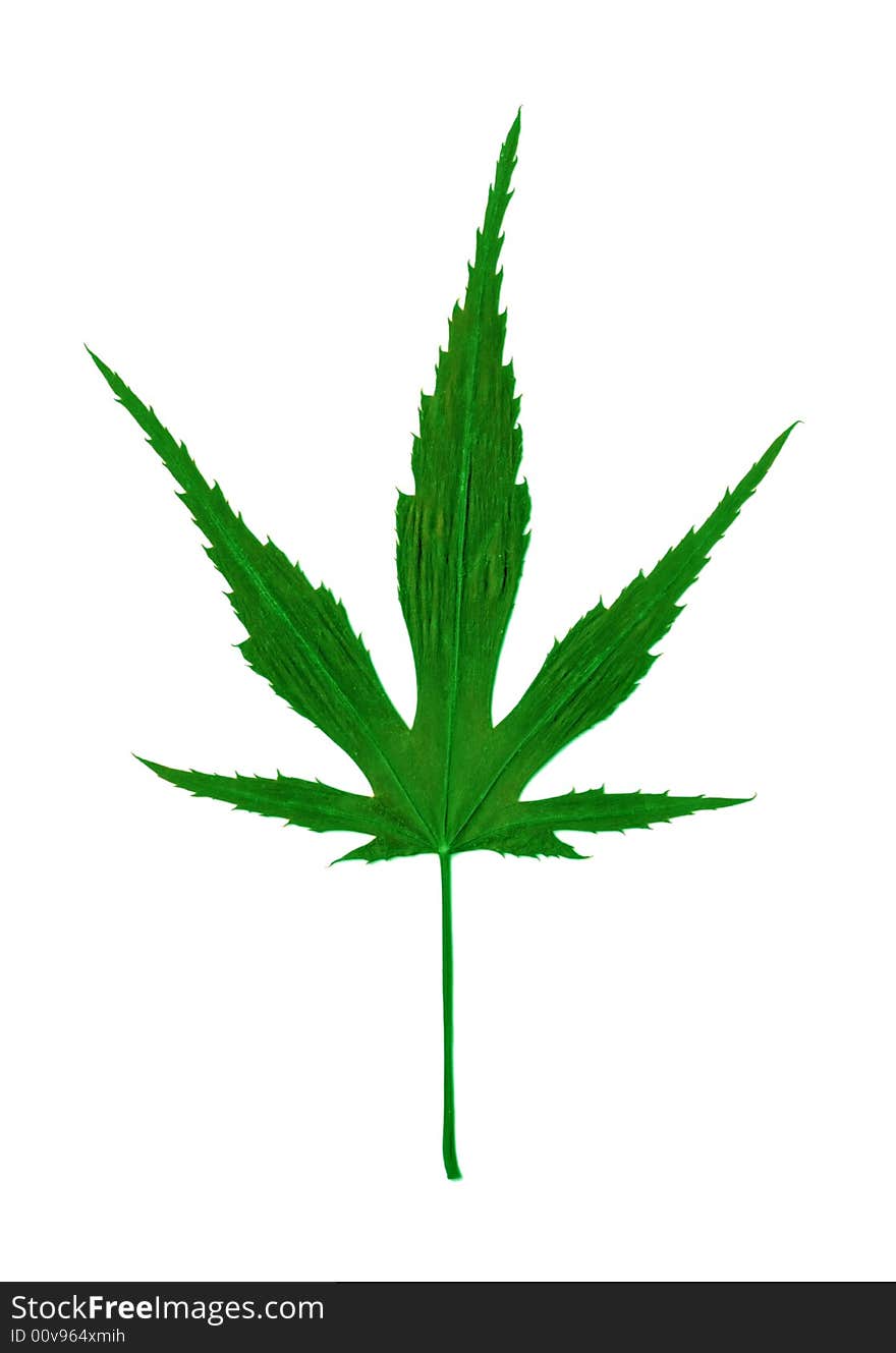 Cannabis sativa - leaf of marijuana drug. Cannabis sativa - leaf of marijuana drug