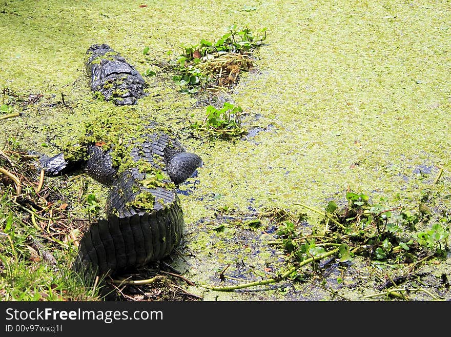 Alligator resting on bank of river