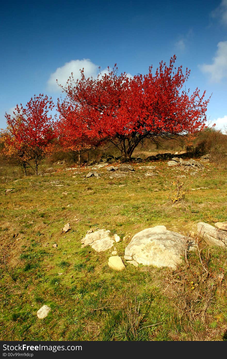 Autumn scenery in tree rote. Autumn scenery in tree rote