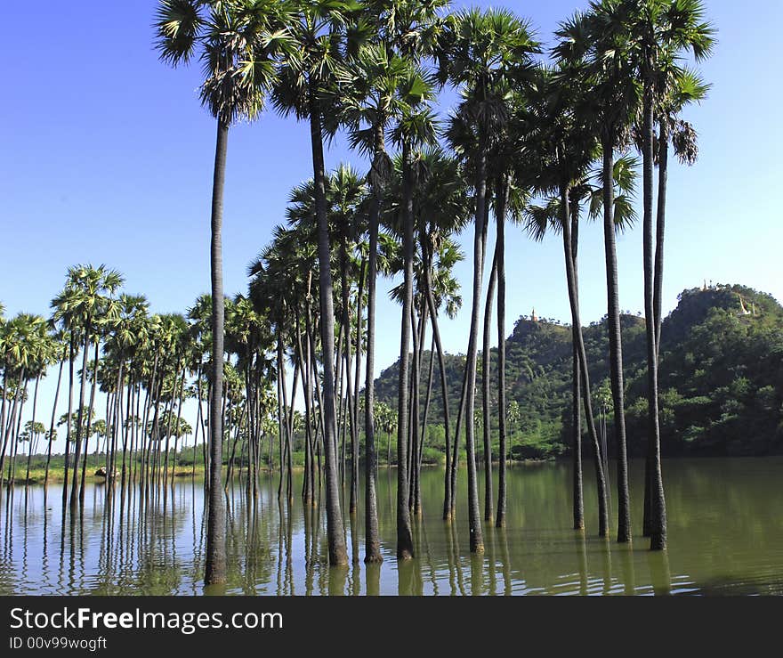 Myanmar, popa hill s vegetation