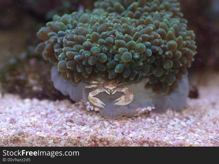 Bulb anemone with it's host anemone crab. Bulb anemone with it's host anemone crab