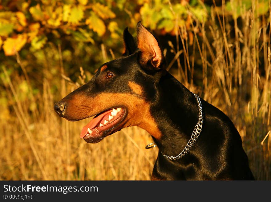 Doberman watching to the right. Doberman watching to the right