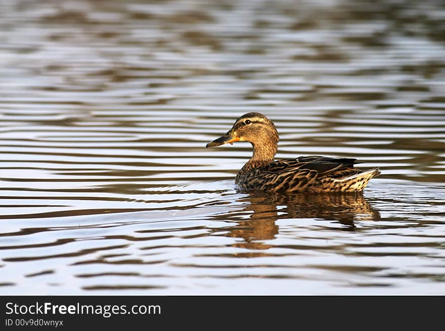 Female Mallard duck