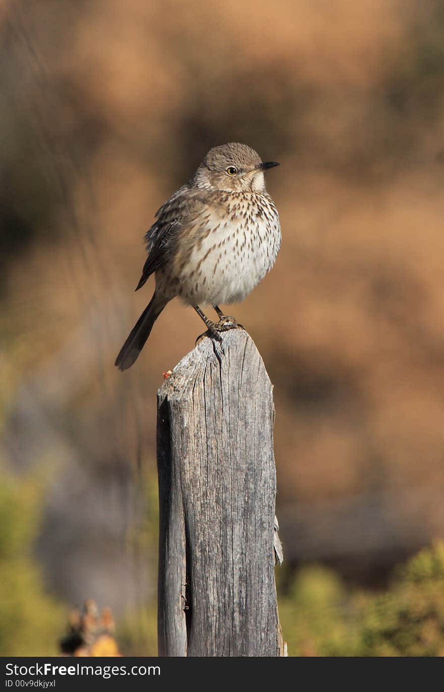 Brown Thrasher at Guadalupe Mountains National Park