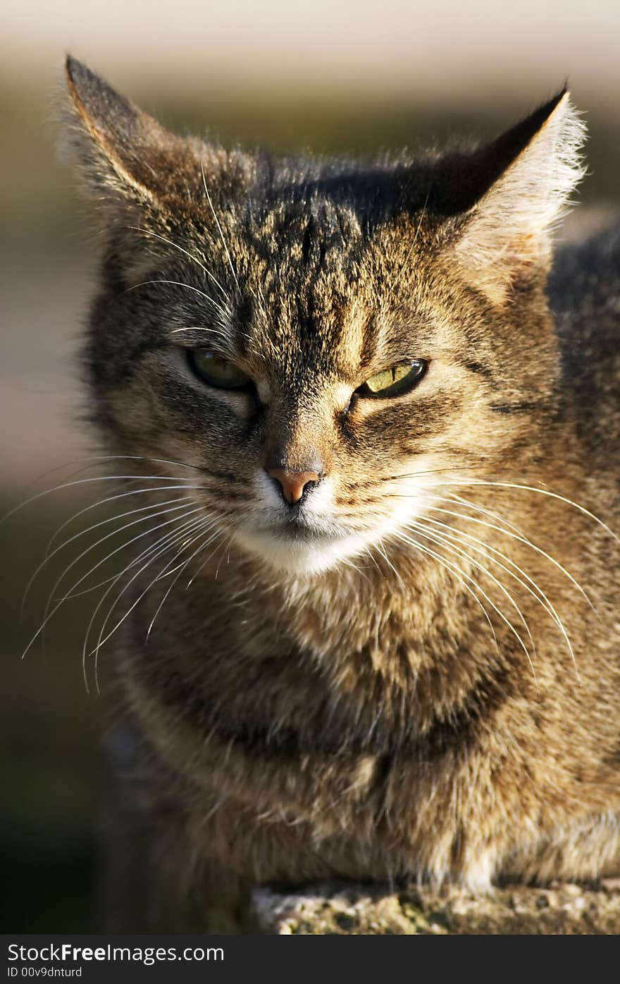 The grey cat vertical portrait