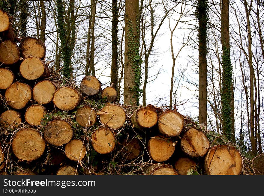 A pile of logs stacked on top of each other in a forest. A pile of logs stacked on top of each other in a forest