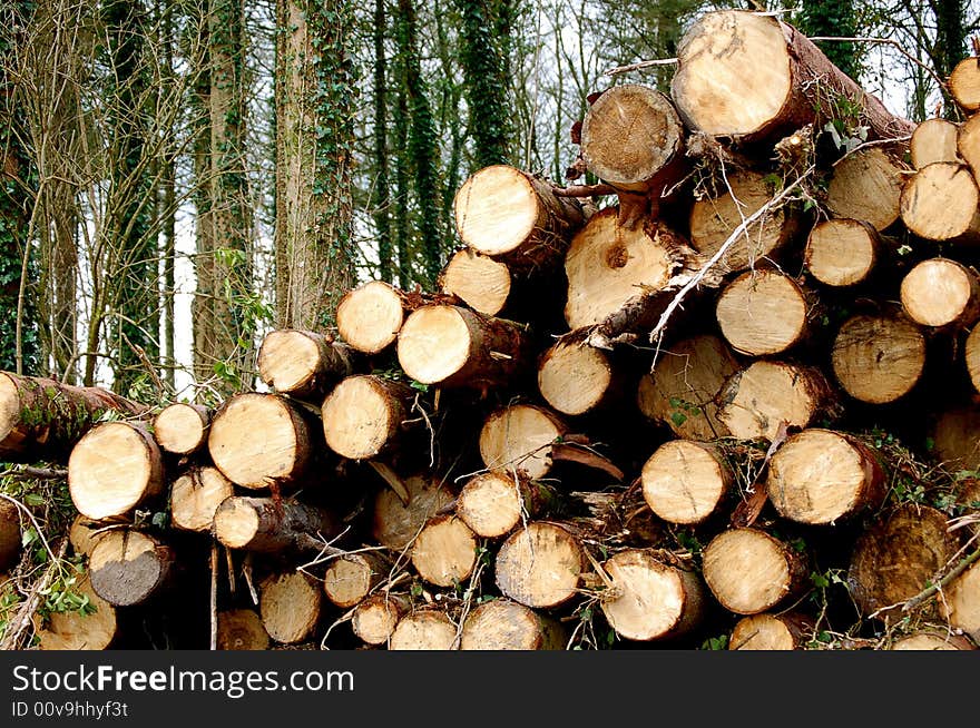 A pile of logs stacked on top of each other in a forest. A pile of logs stacked on top of each other in a forest