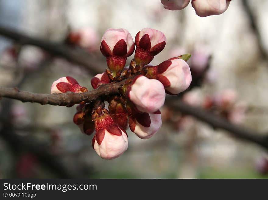 Spring white and pink apricot button blossom macro