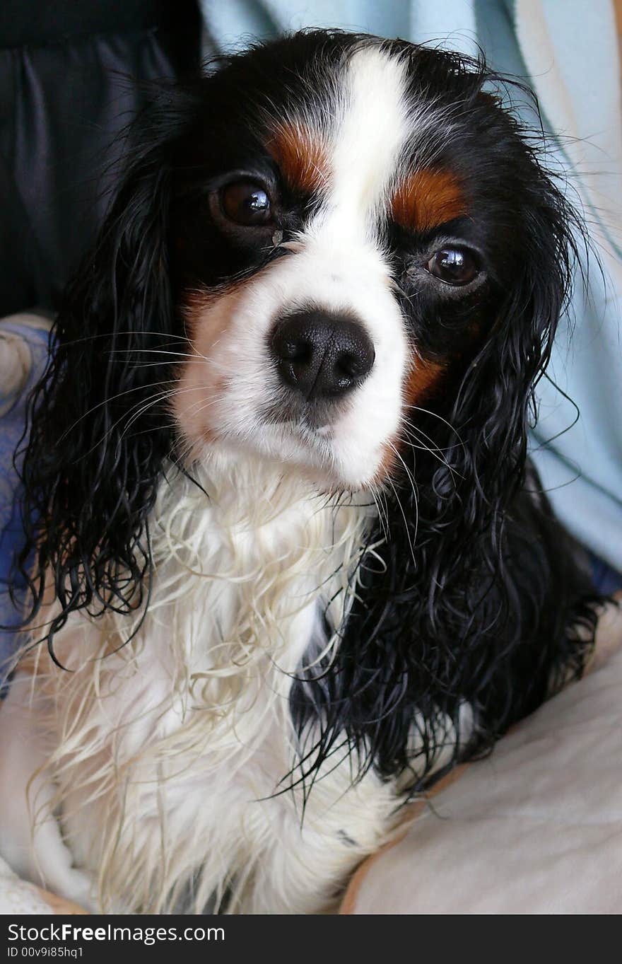 Portrait of cavalier king charles spaniel