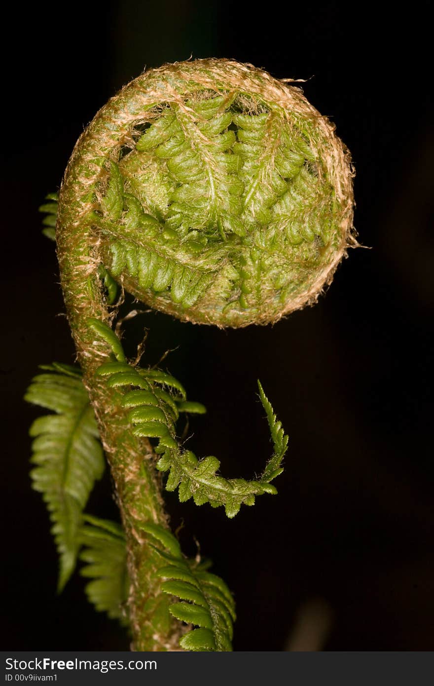 Young fern, awakening for the upcoming spring. Young fern, awakening for the upcoming spring