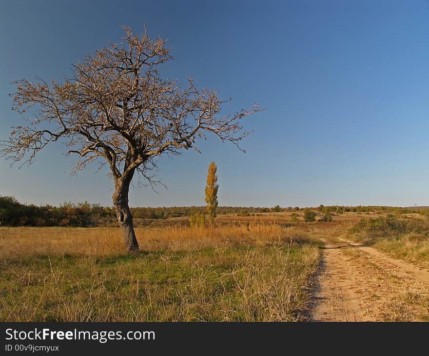 Country scene with a lonley tree. Country scene with a lonley tree