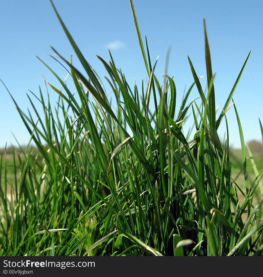 Wild clump of grass giving a natural look