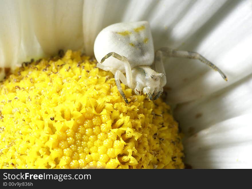 Spider in a flower center