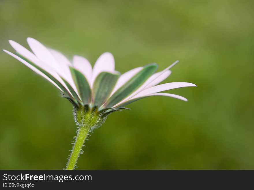 Green flower in the field (color variations)