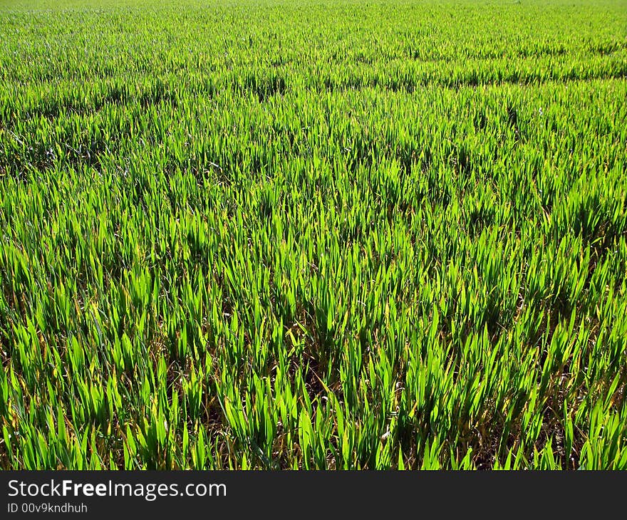 Grass growing in a field