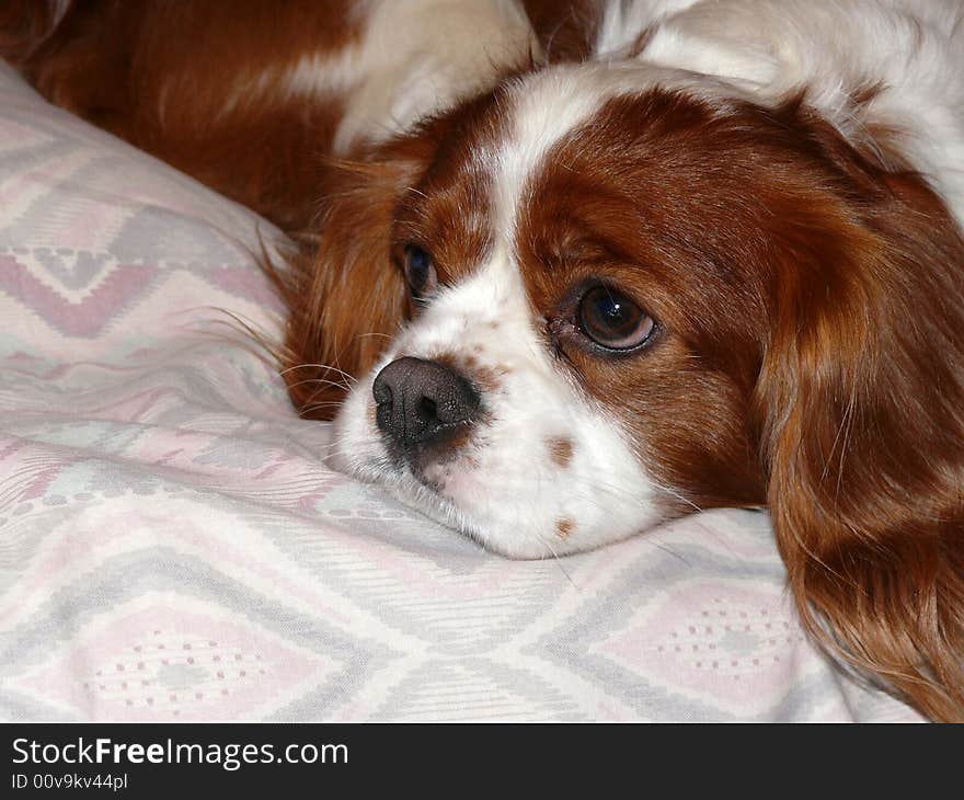 Cavalier king charles spaniel