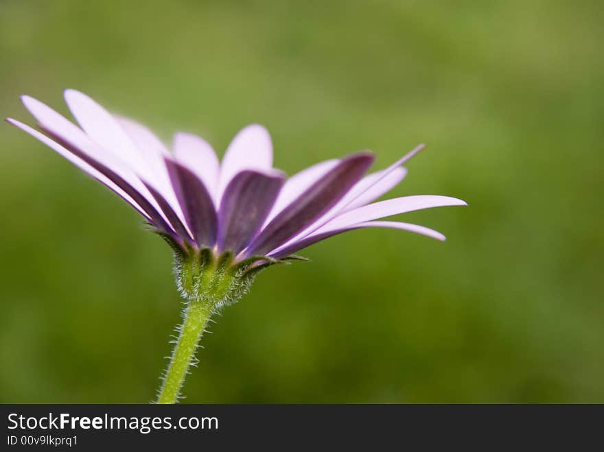 Flower in a green field