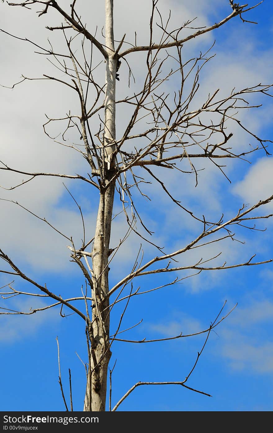 Picture of tree with dried branches