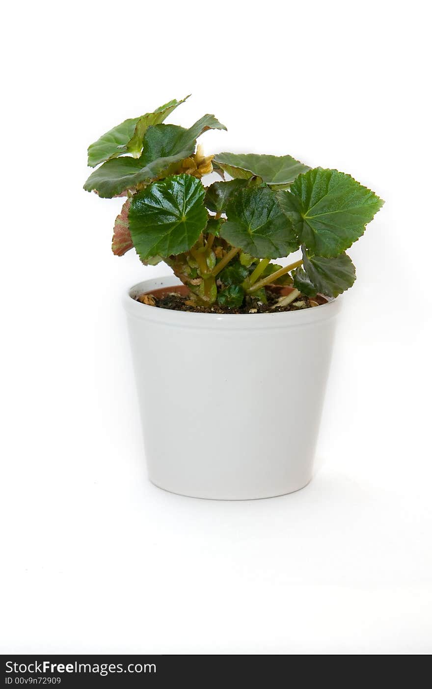 Pot with a begonia on a white background