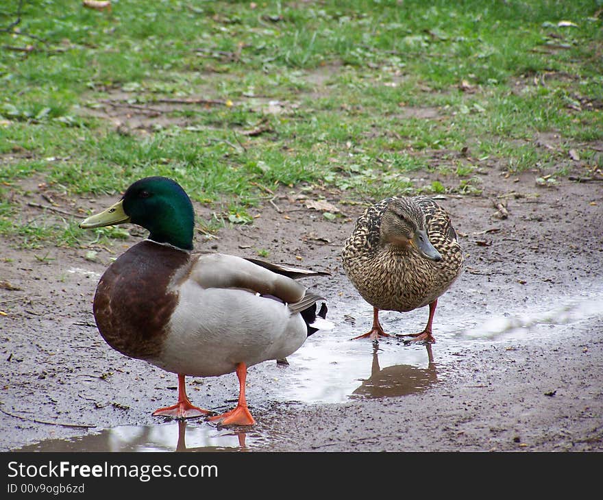 Ducks in Puddles