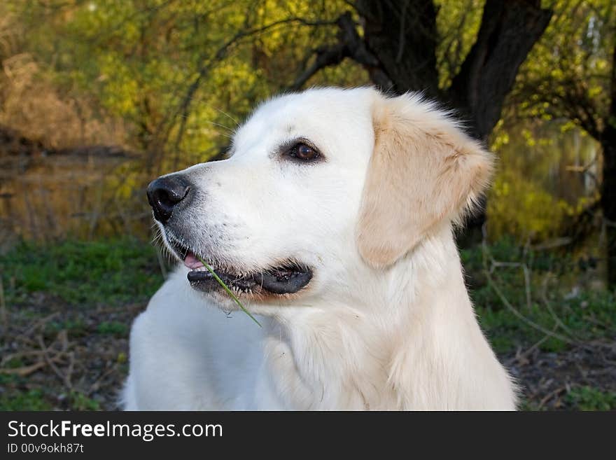 Golden Retriever posing for camera outdoors. Golden Retriever posing for camera outdoors