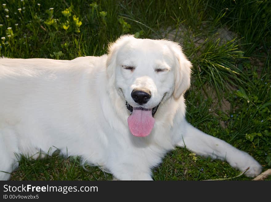 Golden Retriever posing for camera outdoors. Golden Retriever posing for camera outdoors