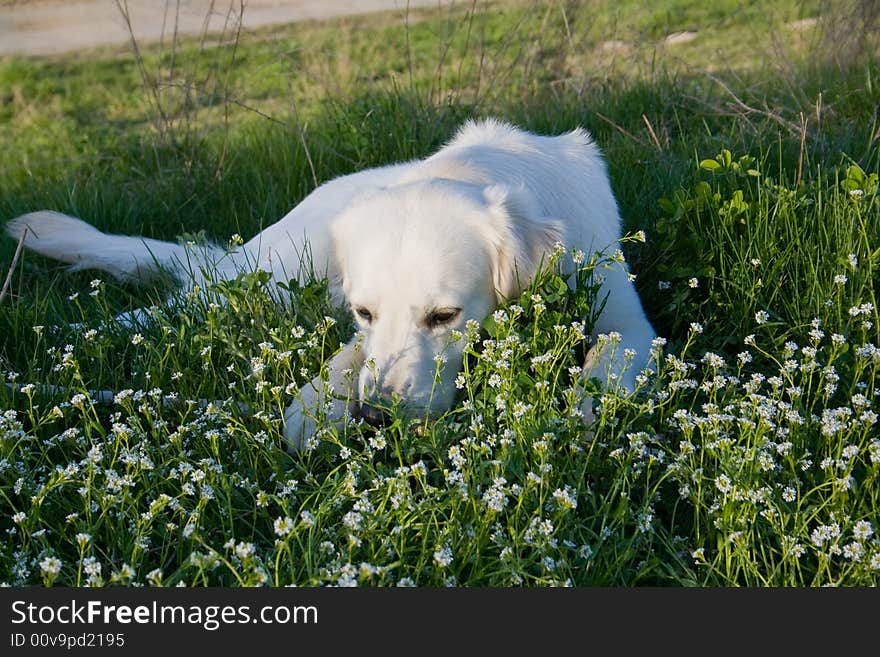 Golden Retriever posing for camera outdoors. Golden Retriever posing for camera outdoors