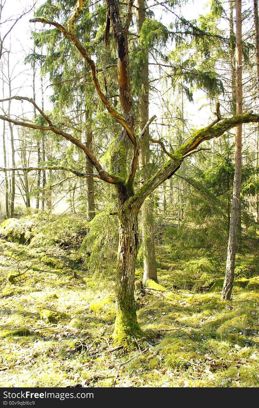 Old forest in uppsala gottsunda. Old forest in uppsala gottsunda