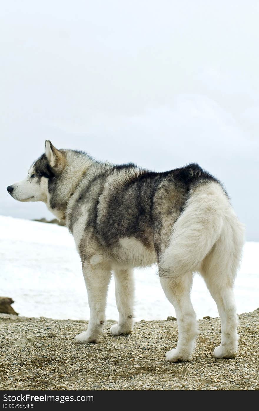 Husky Dog  In  Wilderness