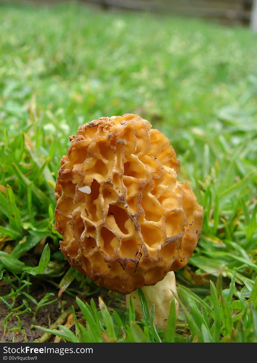 Morel mushroom