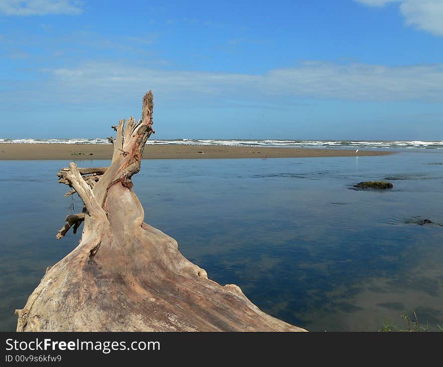 Tree trunk next to the ocean