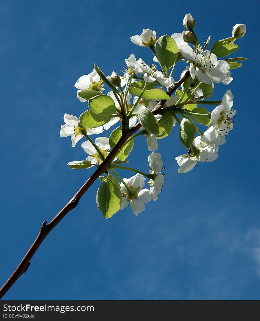 Photo of some fruit branch with flowers. Photo of some fruit branch with flowers