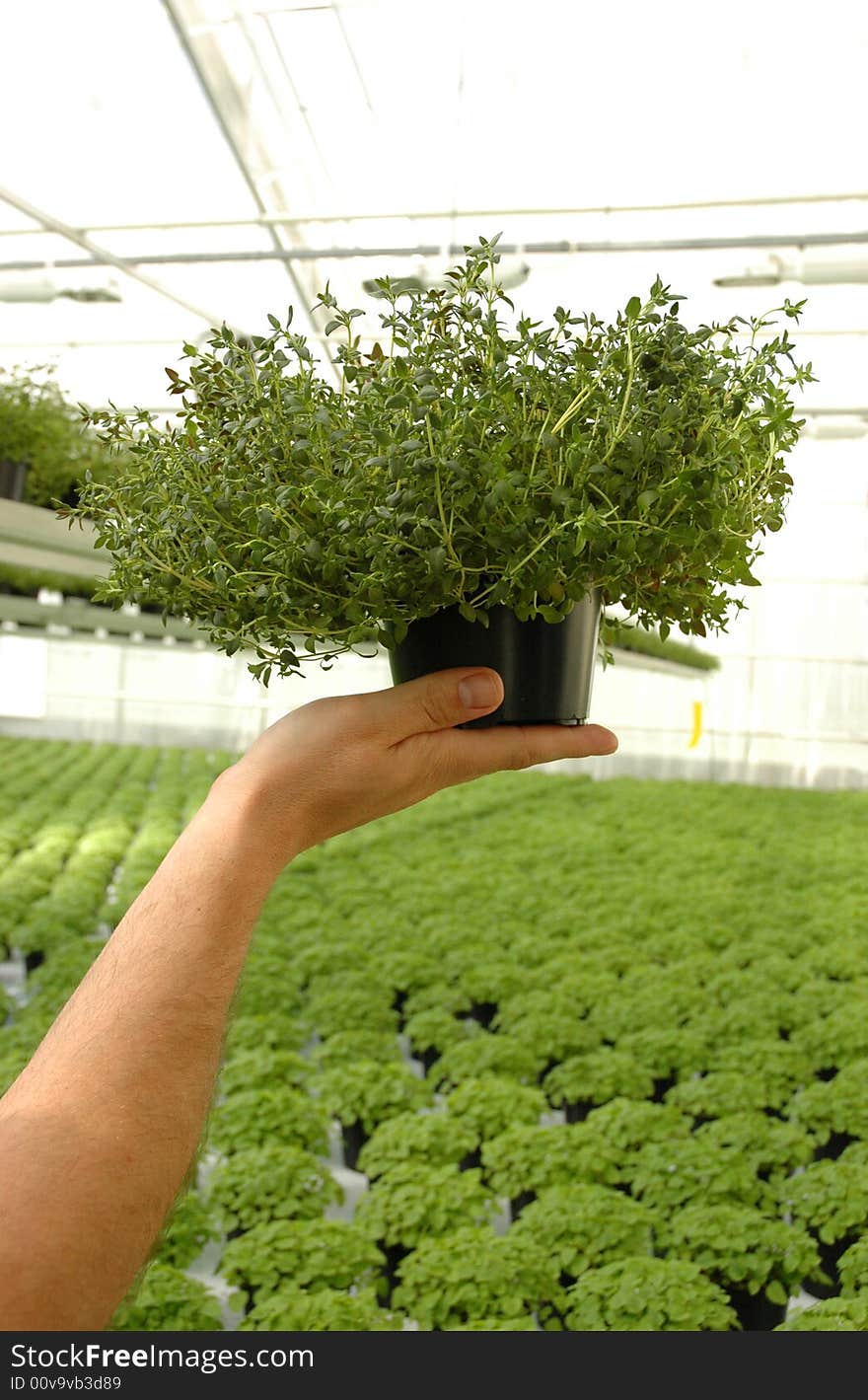 Flowerpot with herbs.This is a thyme .Those plants grow under artificial light.