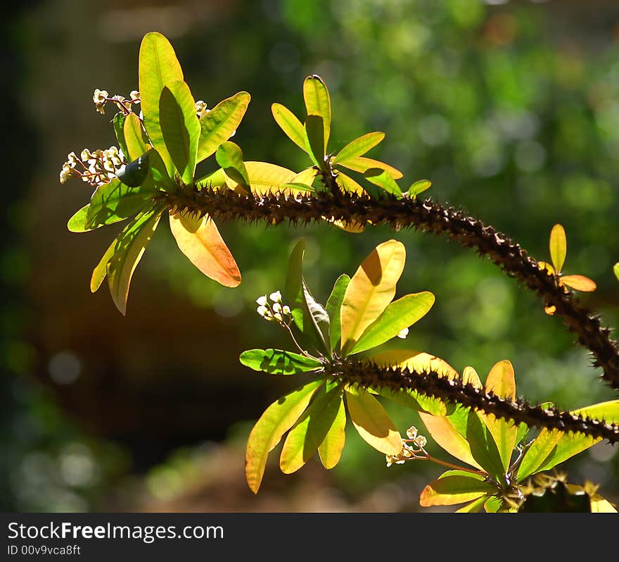 Myanmar, Pindaya: thorny vegetation