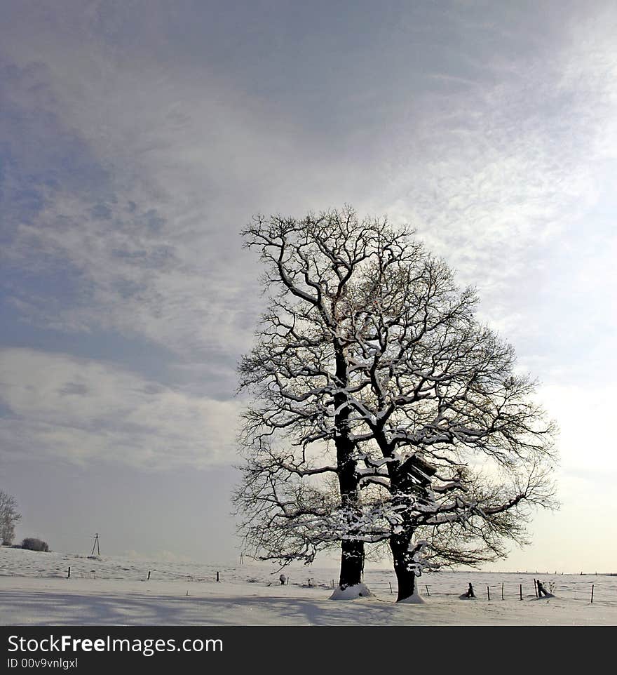 Photo of some tree in winter. Photo of some tree in winter