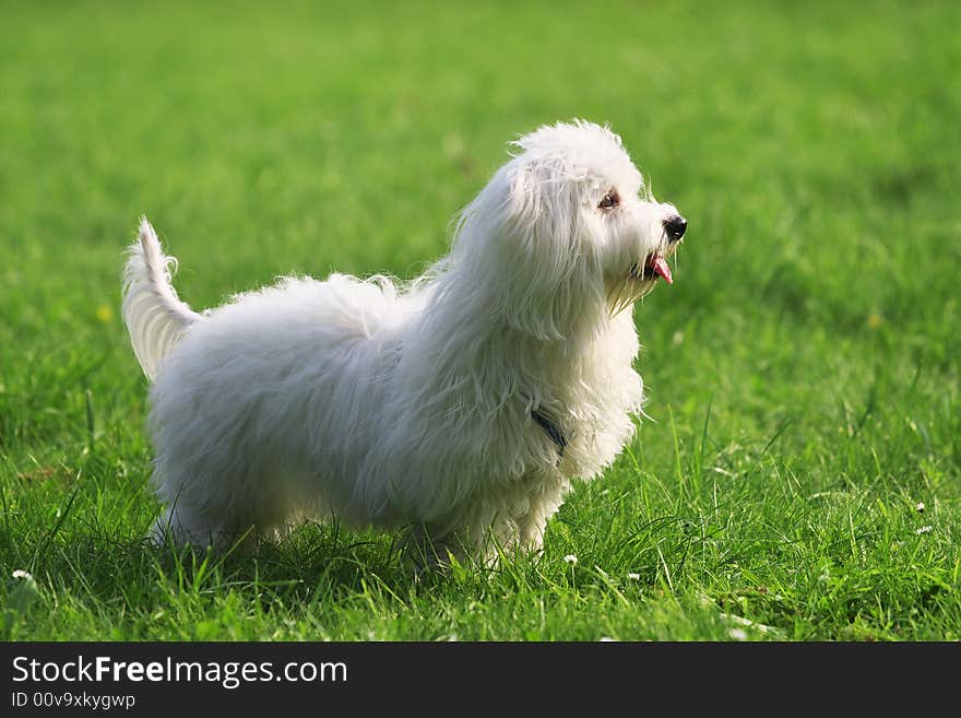 A sunny afternoon, with my dog in the park. A sunny afternoon, with my dog in the park.