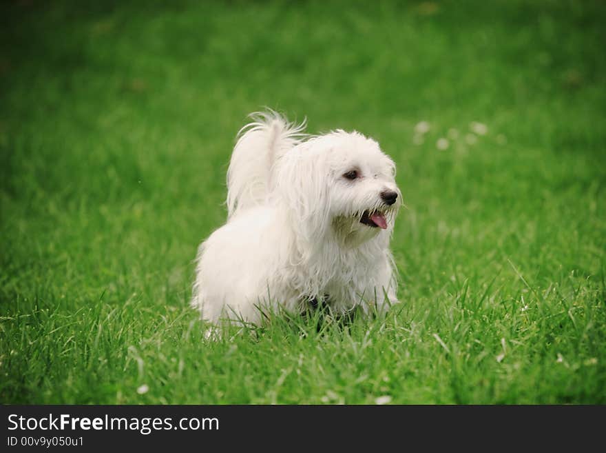 A sunny afternoon, with my dog in the park. A sunny afternoon, with my dog in the park.