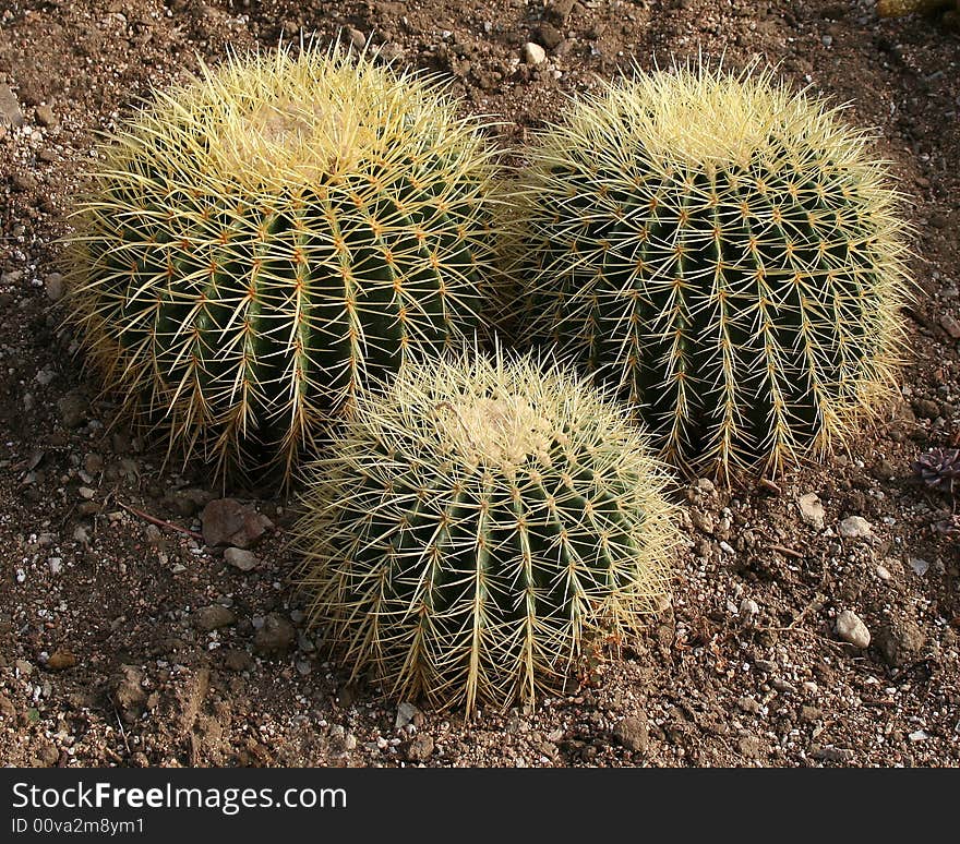 Trio of bristly barrel cacti. Trio of bristly barrel cacti