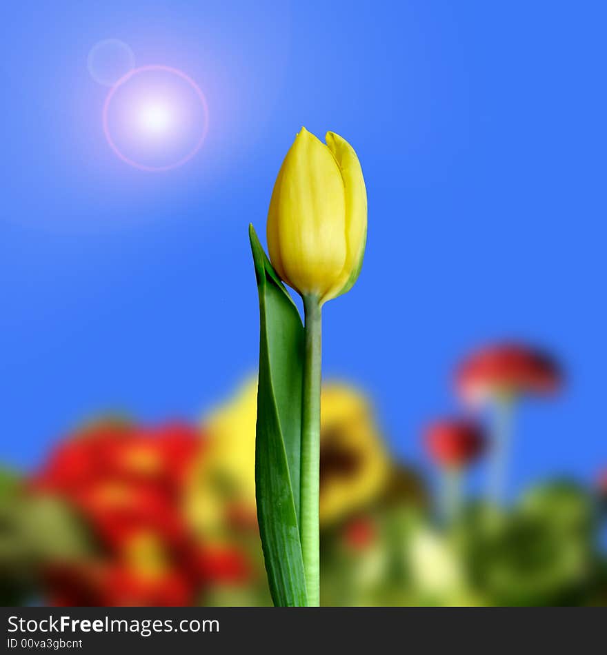 Yellow tulip , coloured and flower background