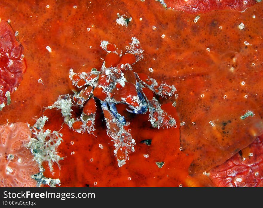 Cryptic teardrop crab (pelia mutica)at night on town pier