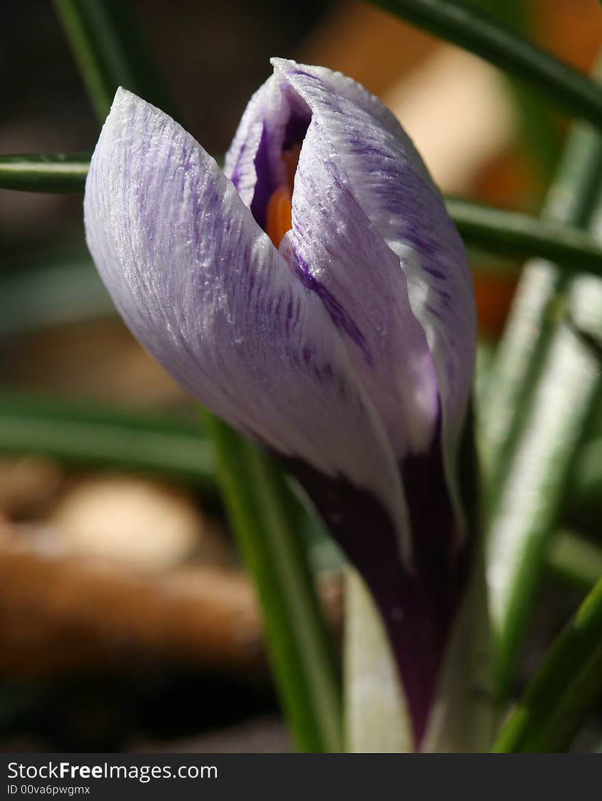 Crocus bud emerging in spring